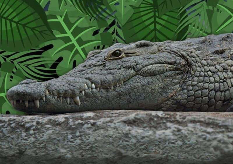 Cancun: Speedboat Adventure & Crocodile Sighting - A Genuine Look at Cancun’s Speedboat & Crocodile Tour