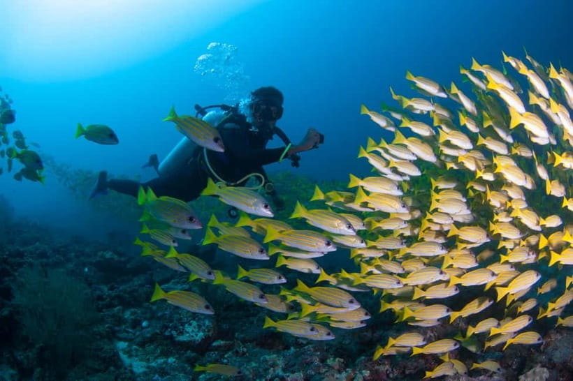 Maldives: Discover Scuba Diving - What Makes the Maldives a Perfect Setting for a First-Time Dive?  