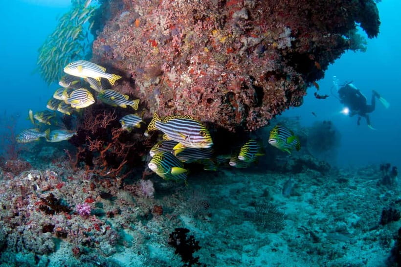 Maldives: Discover Scuba Diving - Good To Know  