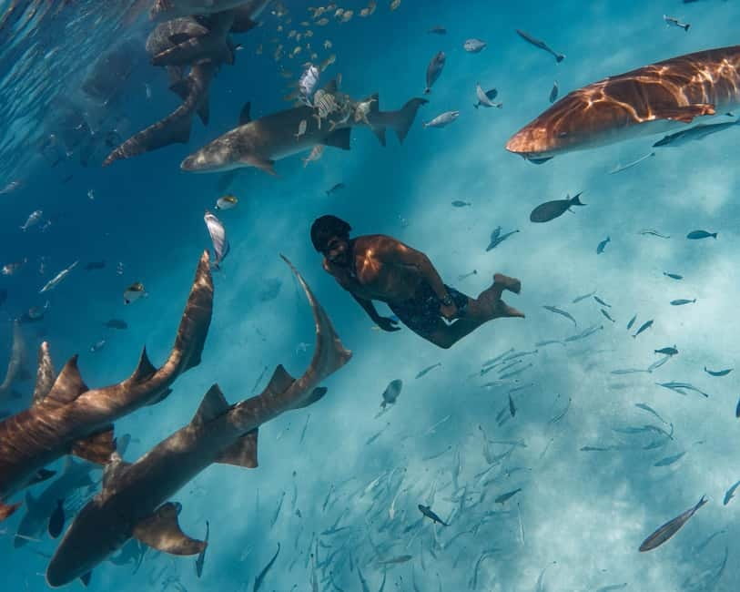 Hulhumale: Snorkeling Experience Nurse Shark - Good To Know