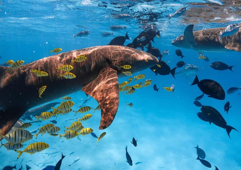 Hulhumale: Snorkeling Experience Nurse Shark - An Introduction to the Experience