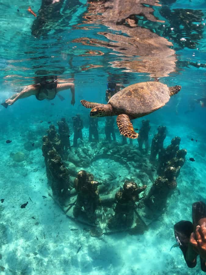 Ultimate Snorkeling Escape to the Wonders of Gili Island - Key Points