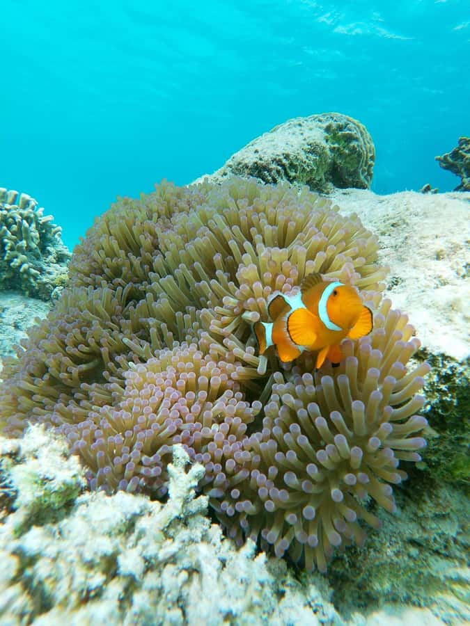 Ultimate Snorkeling Escape to the Wonders of Gili Island - FAQs