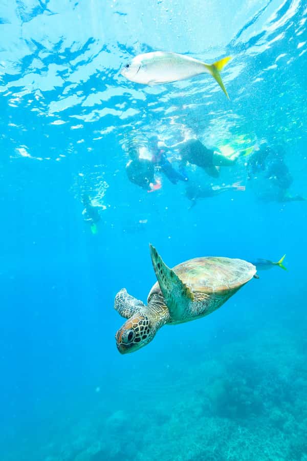 Cancun: Explore Tulum, swim with turtles, and visit a cenote - What Makes This Tour Stand Out?