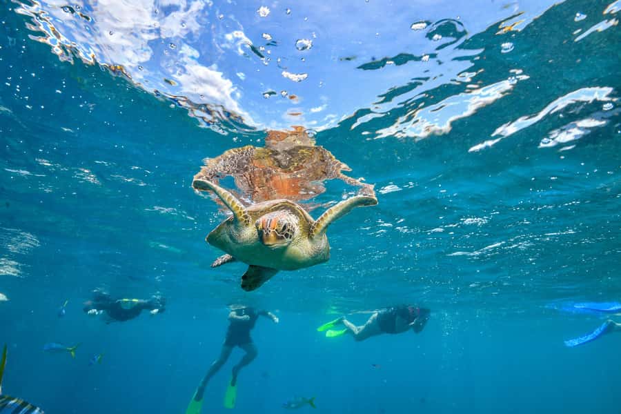 Cancun: Explore Tulum, swim with turtles, and visit a cenote - Detailed Breakdown of the Itinerary