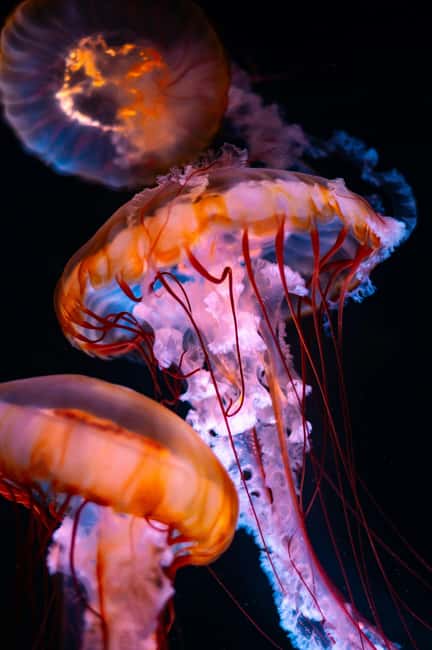 Aquarium & StanleyPark+20 Gem Spots+City/Vip Car+Small Group - Who Should Consider This Tour?