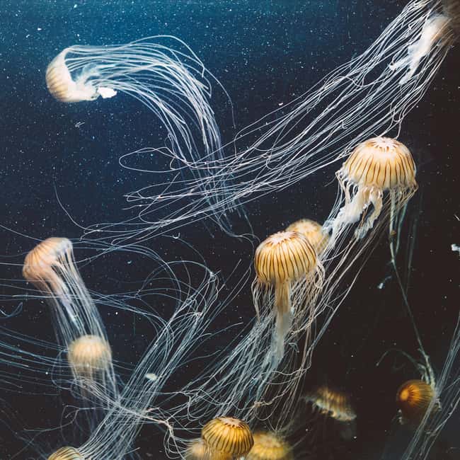 Aquarium & StanleyPark+20 Gem Spots+City/Vip Car+Small Group - FAQs