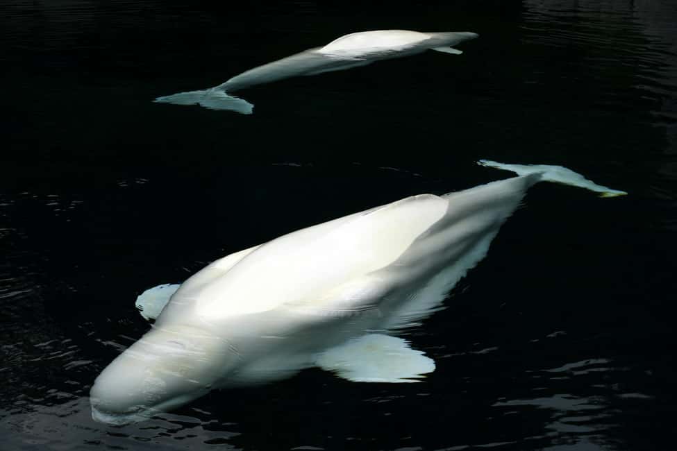 Aquarium & StanleyPark+20 Gem Spots+City/Vip Car+Small Group - An In-Depth Look at the Tour