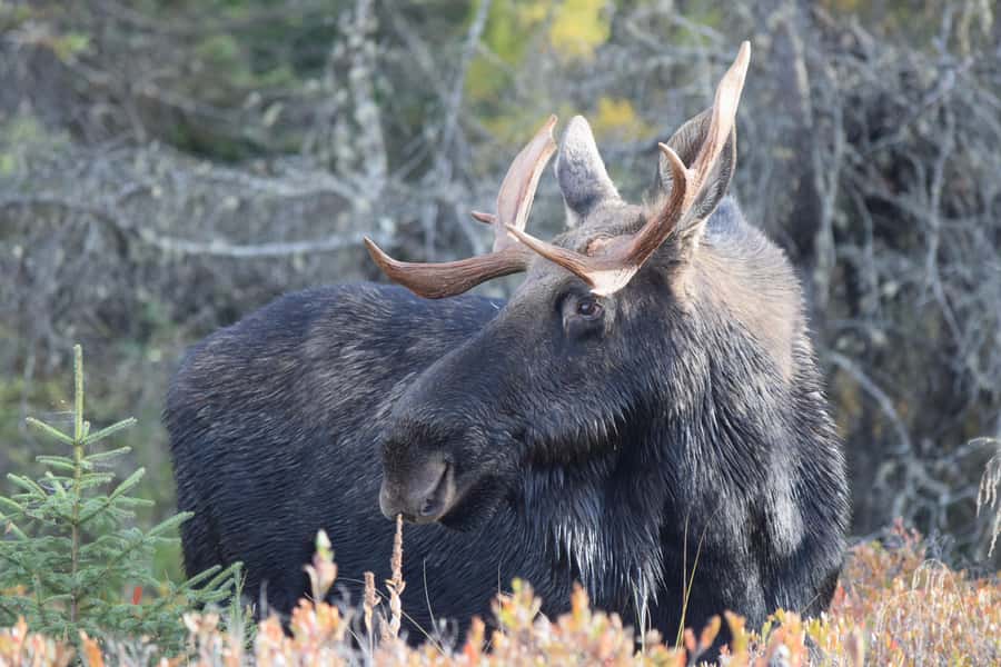 Algonquin Park Day Tour: Canoeing Adventure - Starting Point and Overall Structure