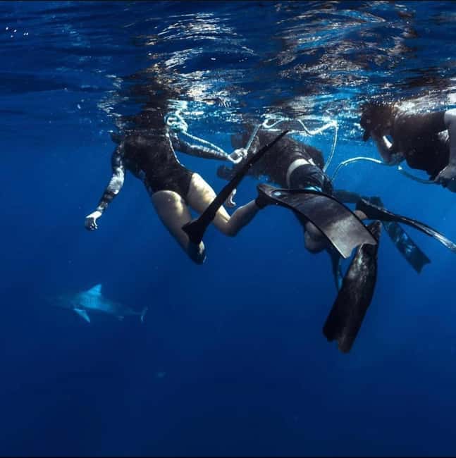 Oahu: Cageless Shark Dive Adventure - Who Should Consider This Tour?