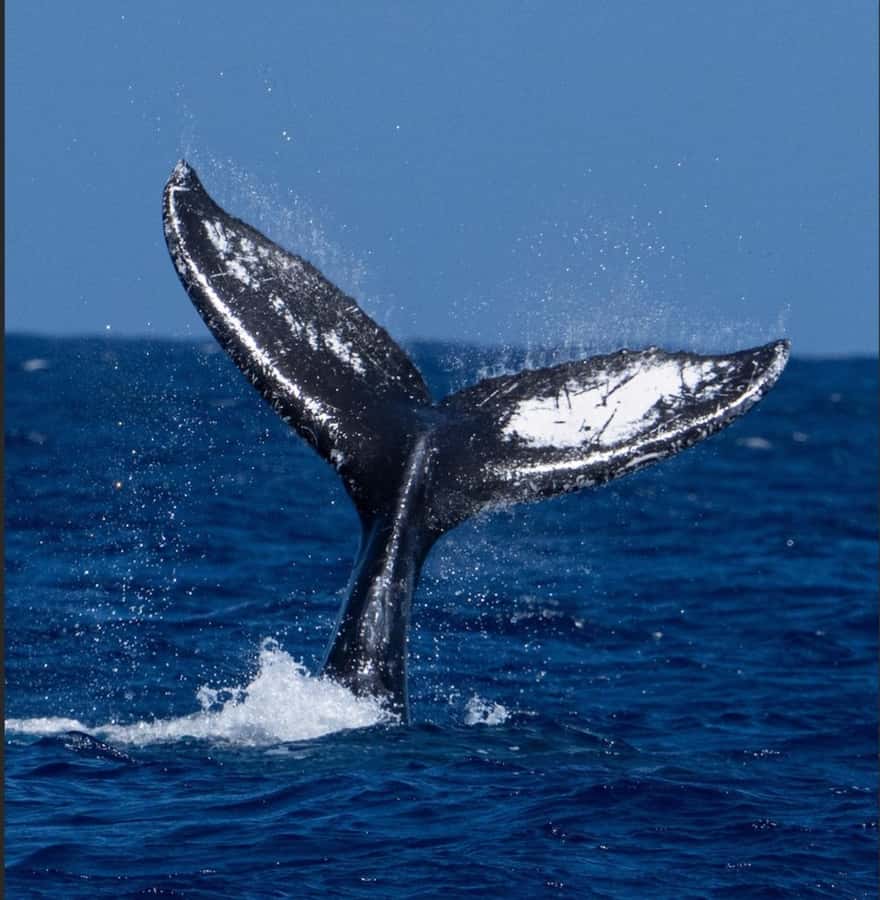 Oahu: Sunset Humpback Whale Watching Tour - A Balanced Look: What to Expect