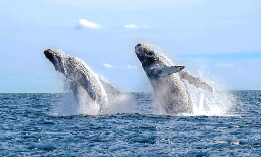 Oahu: Sunset Humpback Whale Watching Tour - The Experience in Detail