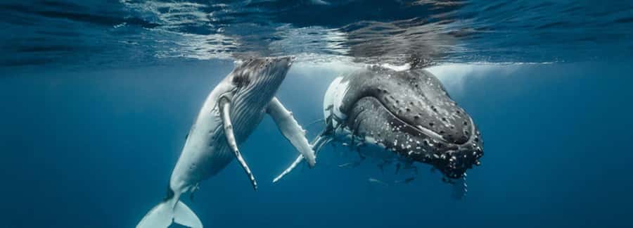 Oahu: Sunset Humpback Whale Watching Tour - Final Thoughts