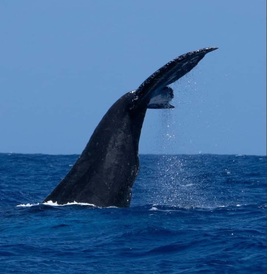 Oahu: Sunset Humpback Whale Watching Tour - Key Points