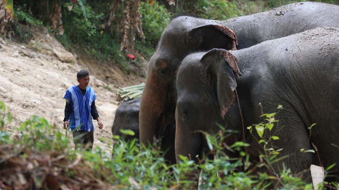 Phuket: Guided Walk Tour to Elephant Sanctuary with Transfer - Comparing Value and Other Experiences