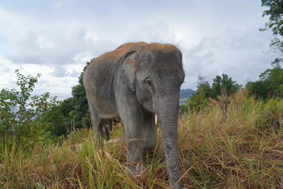 Phuket: Guided Walk Tour to Elephant Sanctuary with Transfer - Who Will Love This Tour?
