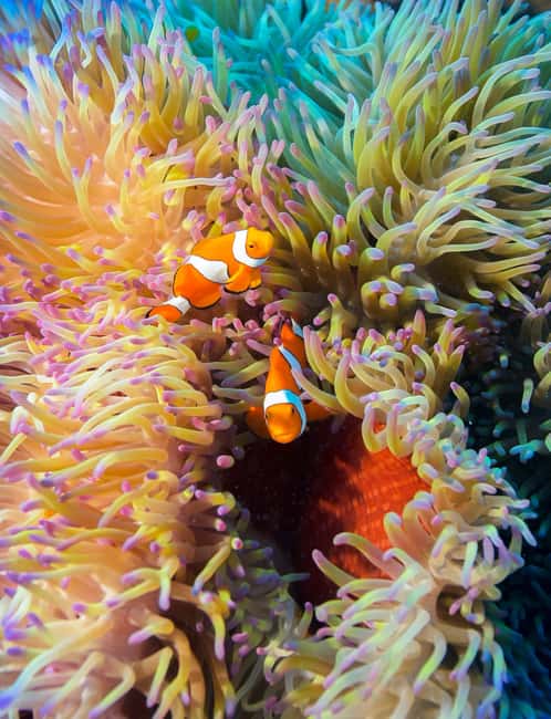 Cairns: Great Barrier Reef 5 Day Learn to Dive Course - Who Will Love This Tour?