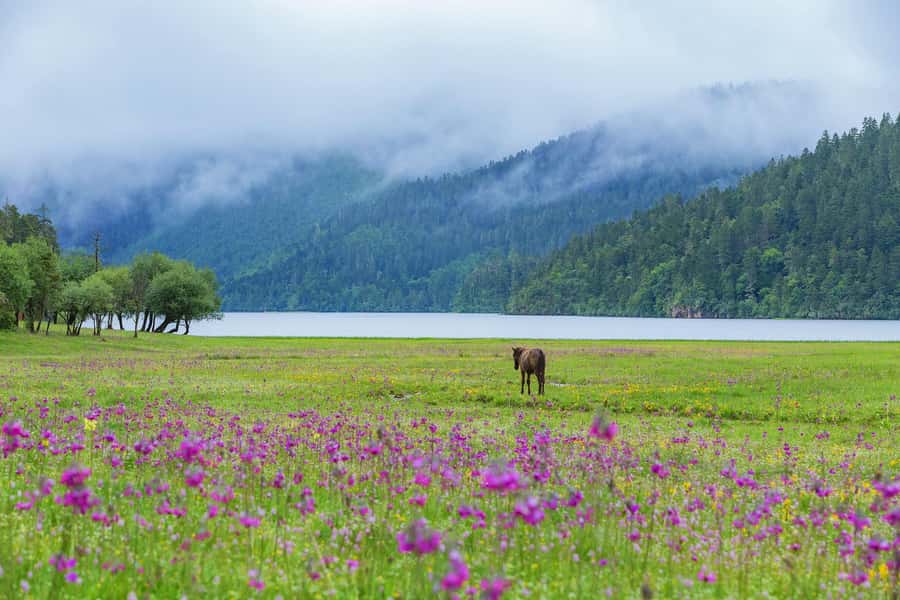 Shangri-La: Private Customizable Tour - The Sum Up