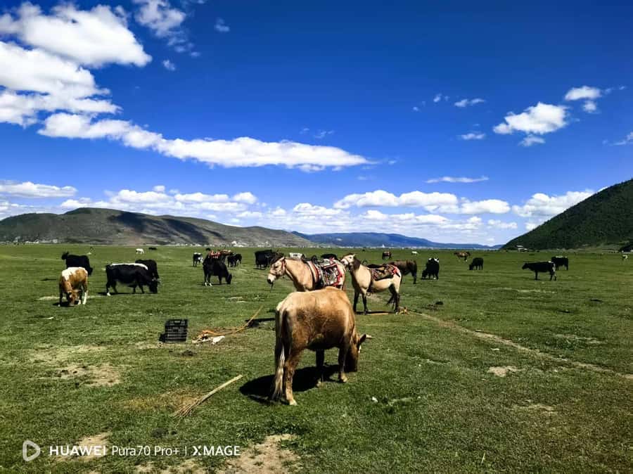 Shangri-La: Private Customizable Tour - The Magnificence of Songzanlin Monastery