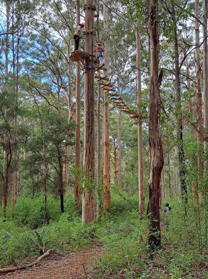 Pemberton: 2.5h Ultimate Ziplines & High Ropes Experience - Good To Know