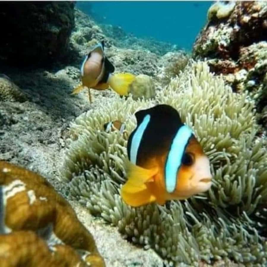 SNORKELING AT BLUELAGOON SPOT - Good To Know