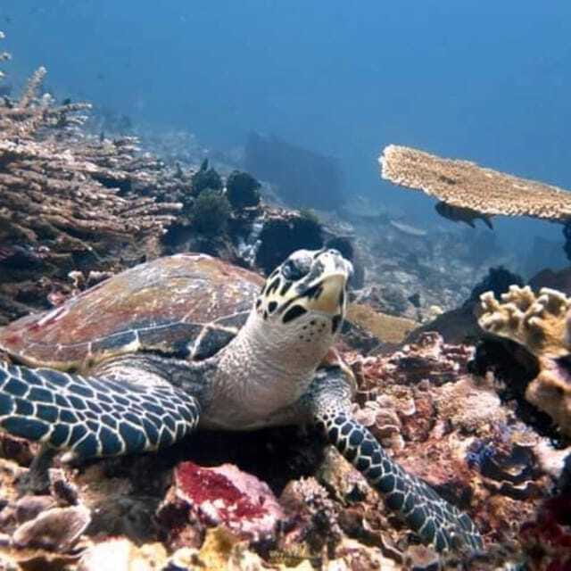 SNORKELING AT BLUELAGOON SPOT - FAQ