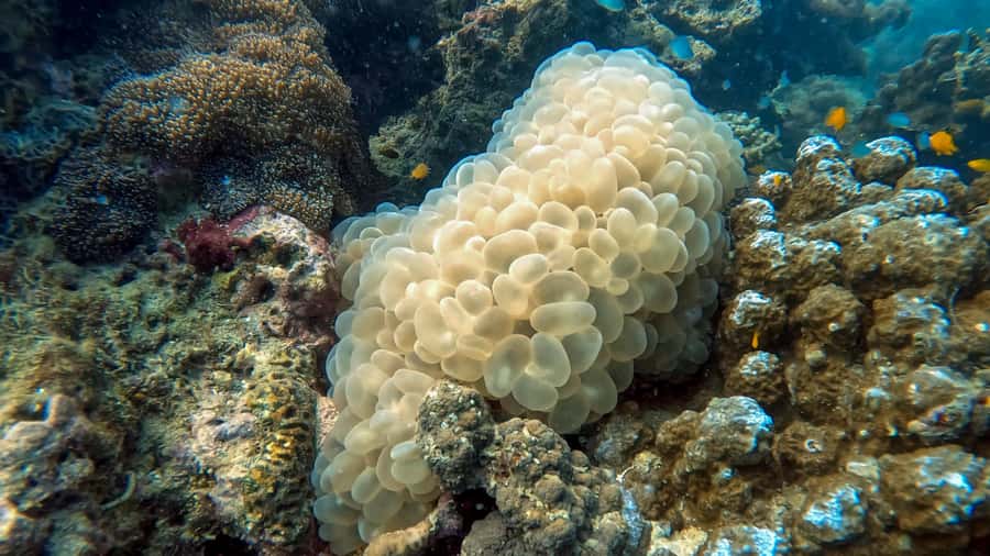 Phuket: 3 Day PADI Open Water Scuba Course with Boat Trip - Who Would Love This Experience?