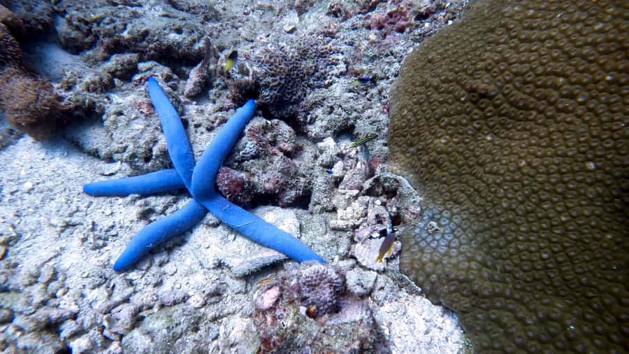 Phuket: 3 Day PADI Open Water Scuba Course with Boat Trip - Is This Tour Worth the Price?