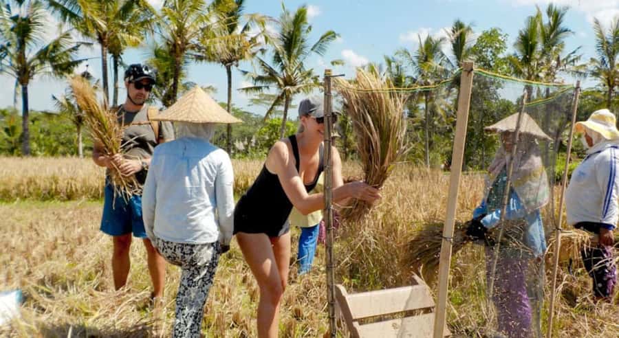 Bali: Authentic Rural & Cooking Experience - Starting Point and Transportation