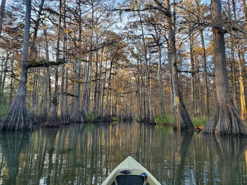 Baton Rouge: Kayak Tour Through the Historic Atchafalaya - The Experience in Detail