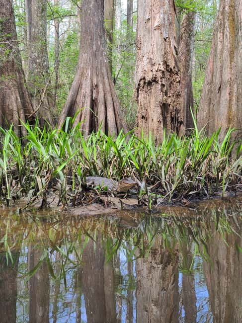 Baton Rouge: Kayak Tour Through the Historic Atchafalaya - Key Points