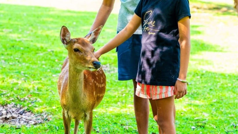 Nara: private walking tour with Deer and Temples - FAQs  