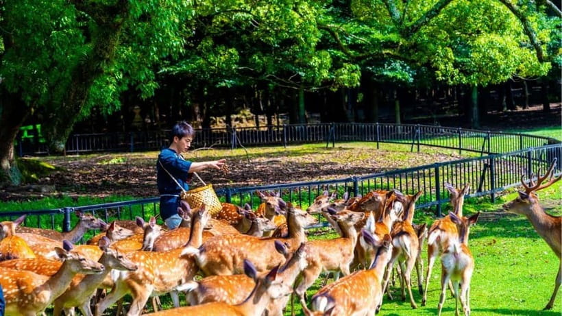 Nara: private walking tour with Deer and Temples - A Deep Dive into the Nara Walking Tour Experience  