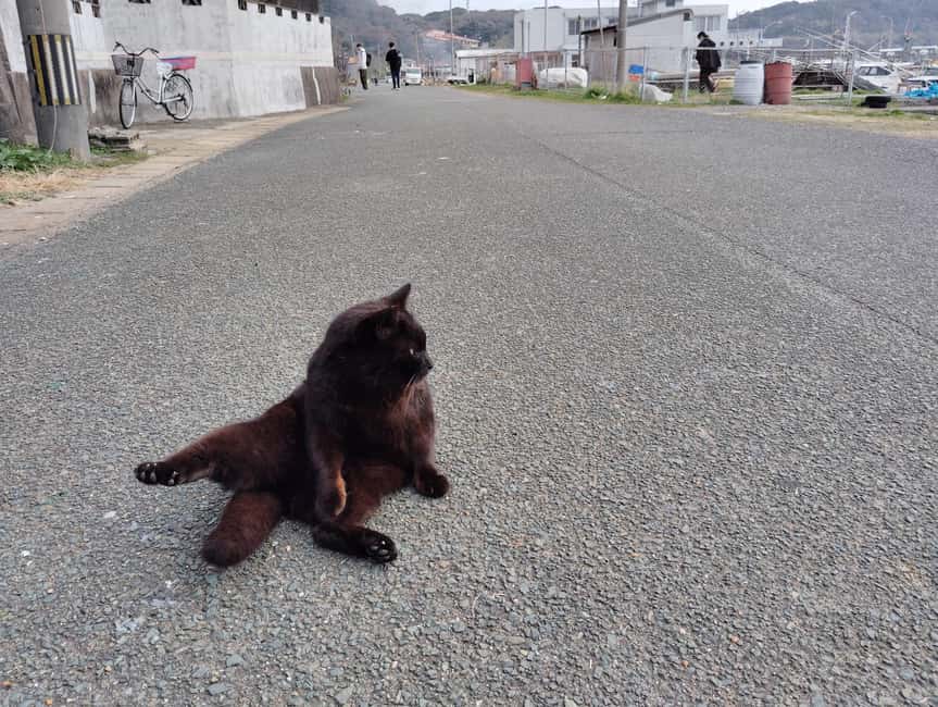 Fukuoka: Cats Island, Ainoshima Guided Tour from Hakata - Good To Know