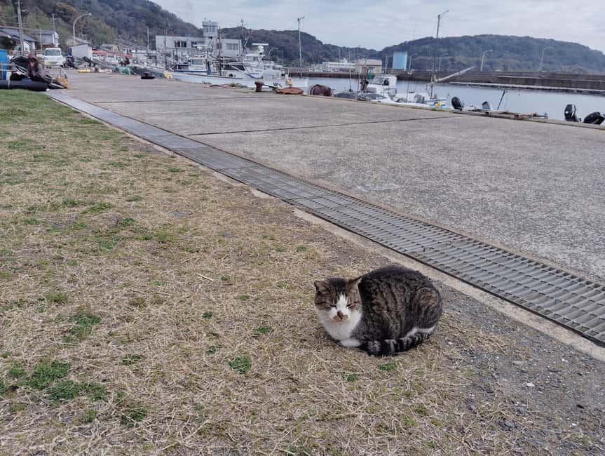 Fukuoka: Cats Island, Ainoshima Guided Tour from Hakata - FAQ