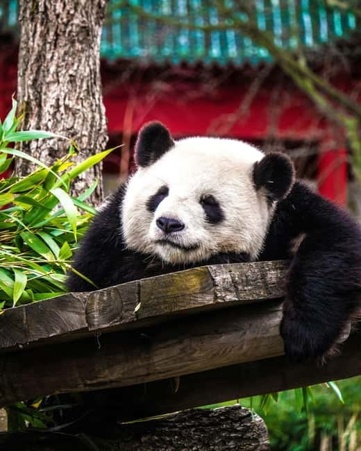 Chengdu: Half-Day Panda Base Tour with Guide Option - Chengdu: Half-Day Panda Base Tour with Guide Option – A Genuine Panda Experience