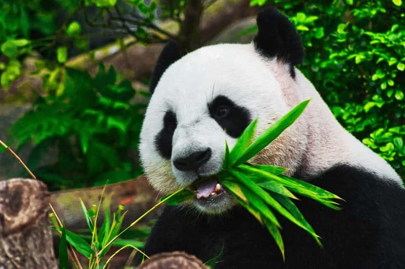 Chengdu: Half-Day Panda Base Tour with Guide Option - Exploring the Panda Base
