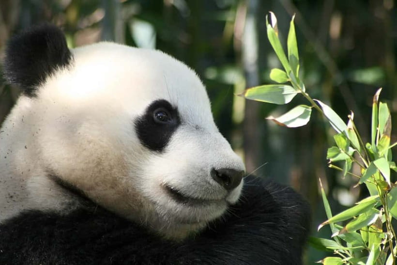 Chengdu: Half-Day Panda Base Tour with Guide Option - Overview of the Experience