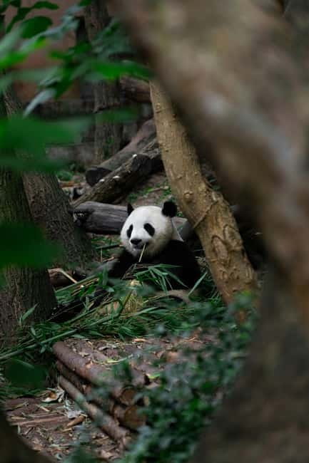 Chengdu: Half-Day Panda Base Tour with Guide Option - Good To Know