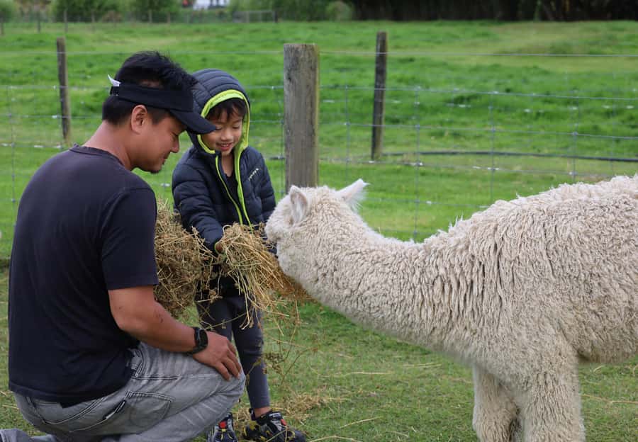 Silverstream Alpaca Farm Tour with Feeding and Guide - Who Will Love This Tour?