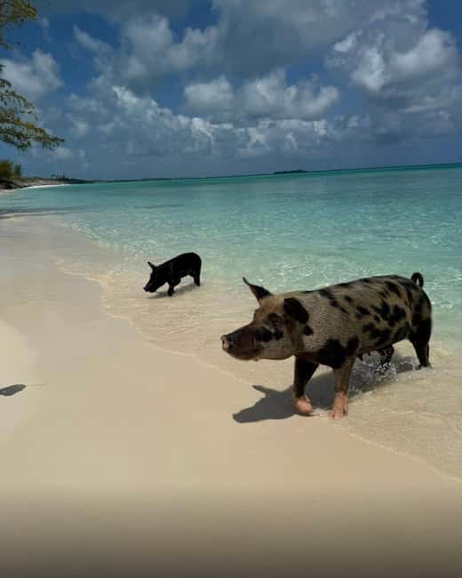 Paradise Found In Hog Haven: Ultimate Beach Escape - The Rustic Beach Bar and Food Scene