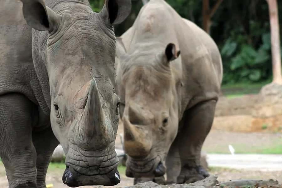 Bali: Safari Zoo and Ubud Palace and Market Day Tour - Good To Know  