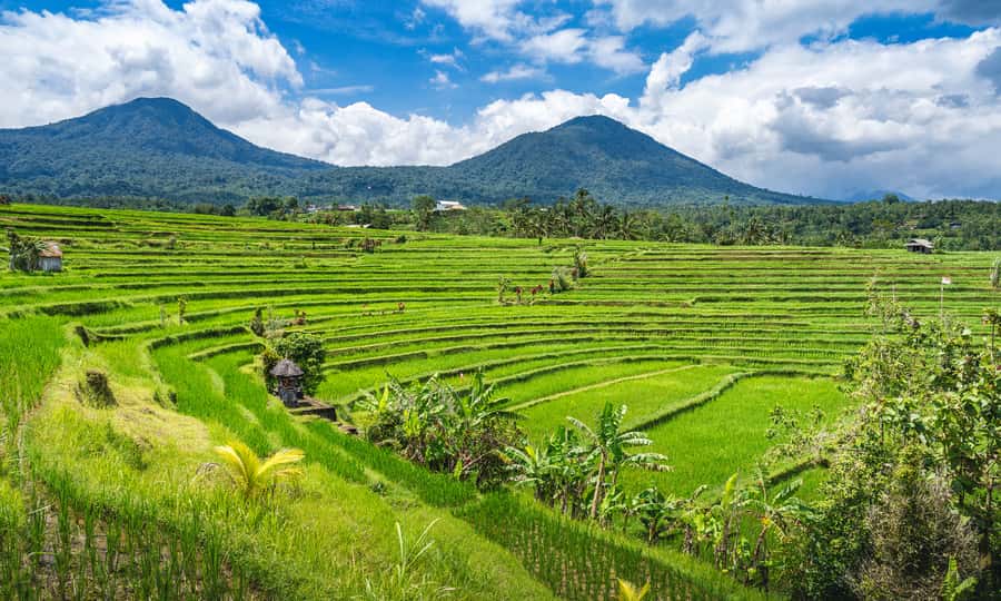 Bali: The Icons Highlands, Heritage & Horizons - Refreshing Break at a Coffee Plantation