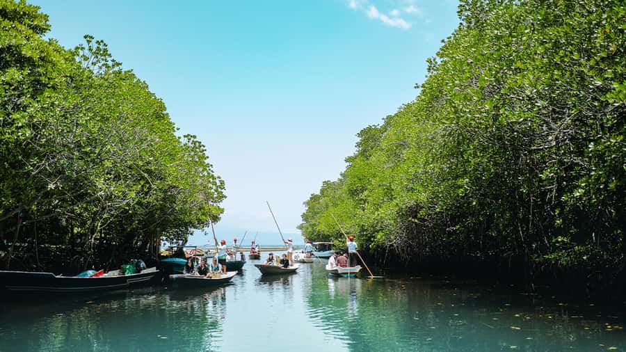 FROM BALI: SAIL, SNORKEL & MANGROVE TOURS TO NUSA LEMBONGAN - Snorkeling at Mangrove Point: A Colorful Underwater World