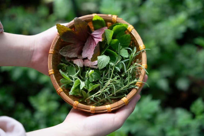 Hoi An Hidden Gem: Vietnamese Coffee Making x Local Herbal - Key Points