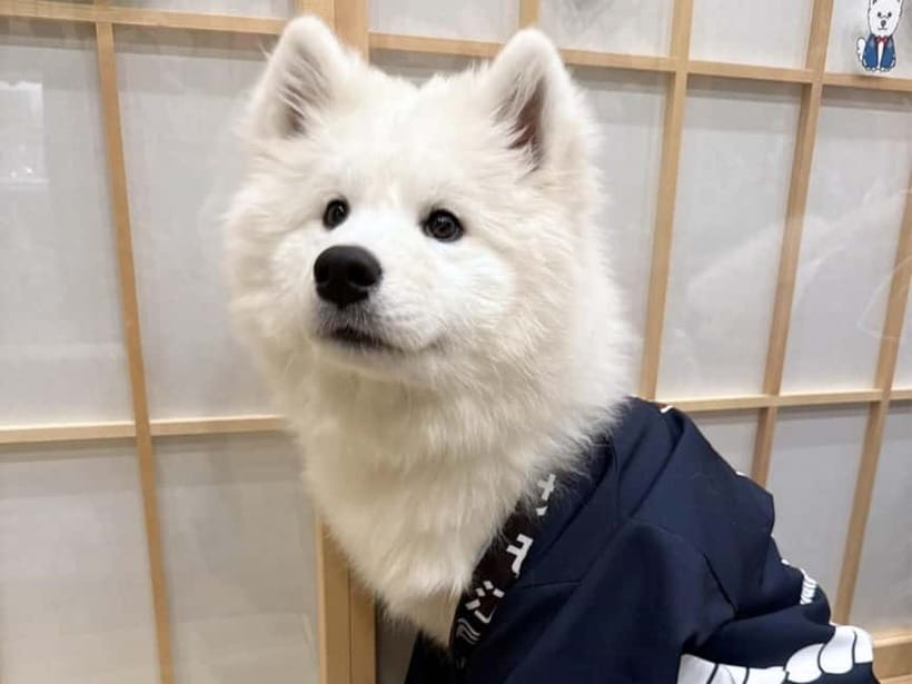 Tokyo Harajuku30-Minute Samoyed Interaction Experience - FAQ