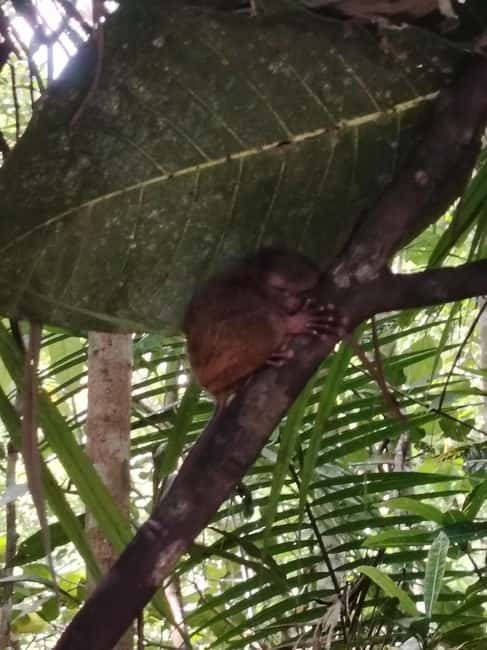 BOHOL: Chocolate Hills, Tarsiers and Loboc River Day Tour - FAQs