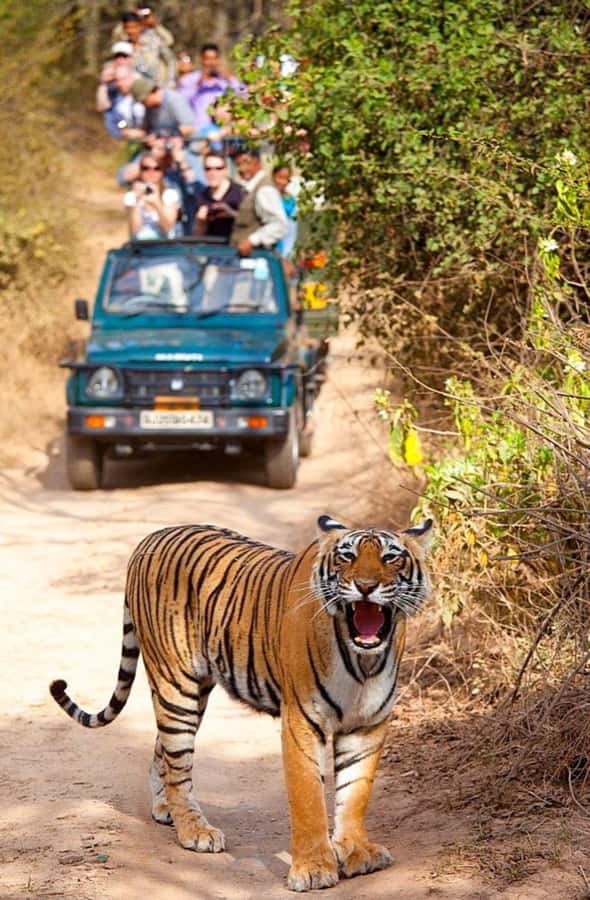 From Kathmandu/Pokhara: Private 3-Day Chitwan Safari Tour - FAQ