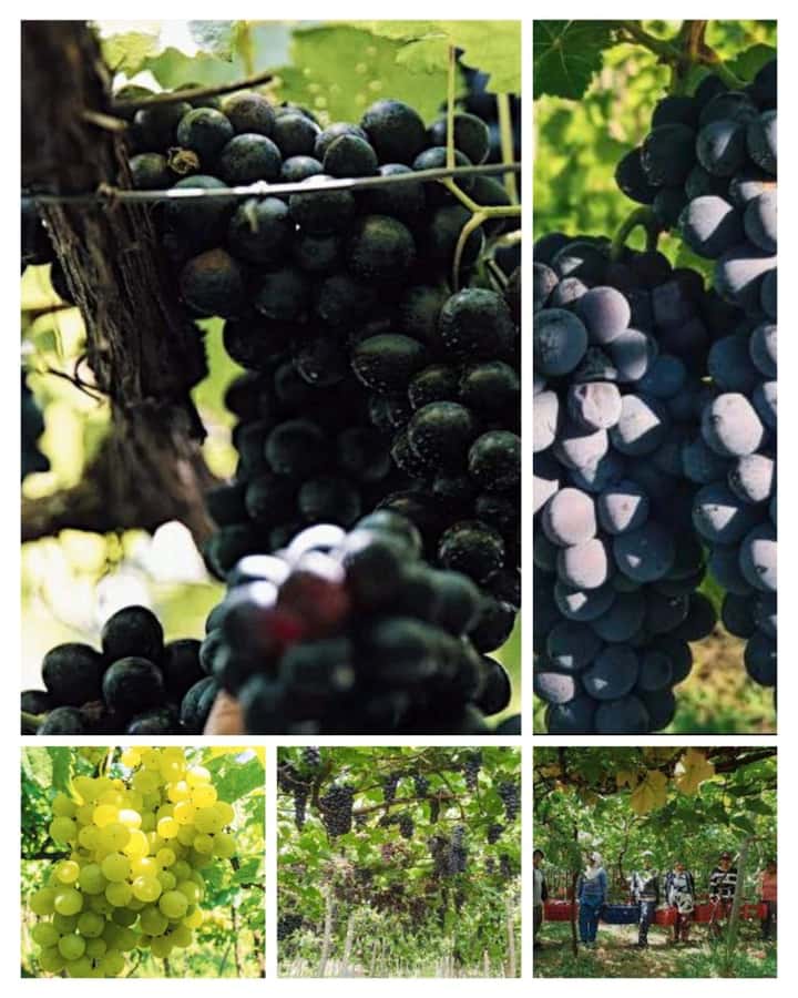 Bali: Wine & Cheese Tasting / Jungle Bar / Skylodge - An In-Depth Look at the Bali Wine & Cheese Tour