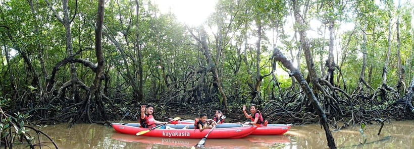 From Tagbilaran City/Panglao Island: Bohol Mangrove Kayaking - Exploring Bohol’s Mangrove Kayaking Experience
